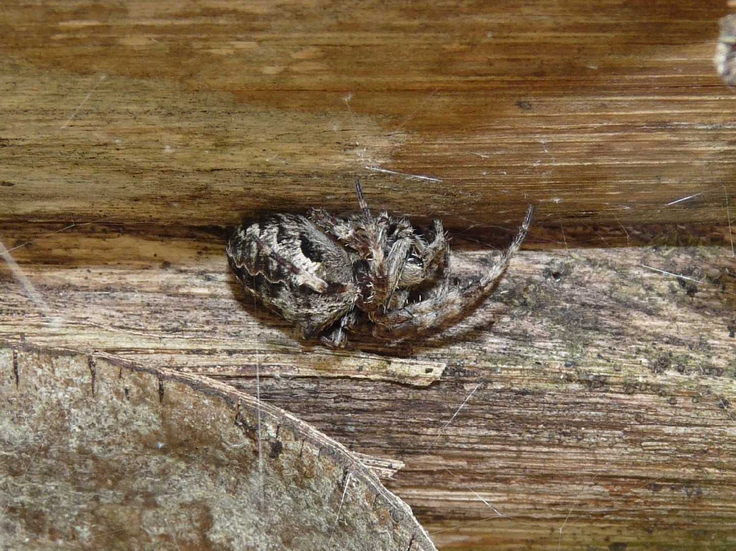 Araneus sp.